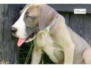 Great Dane Puppy for sale in Ocala, FL, USA