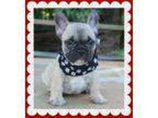 French Bulldog Puppy for sale in Conway, AR, USA