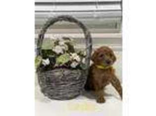 Mutt Puppy for sale in Monroeville, PA, USA