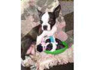Boston Terrier Puppy for sale in Drury, MO, USA