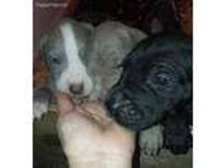Great Dane Puppy for sale in Salisbury, NH, USA