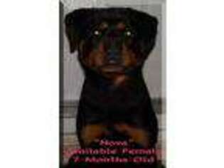 Rottweiler Puppy for sale in Sainte Genevieve, MO, USA