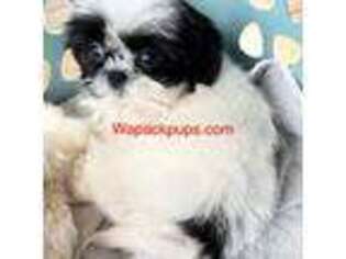 Mutt Puppy for sale in Ashburnham, MA, USA