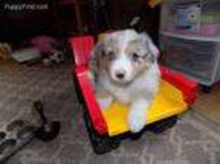 Miniature Australian Shepherd Puppy for sale in Leavenworth, KS, USA