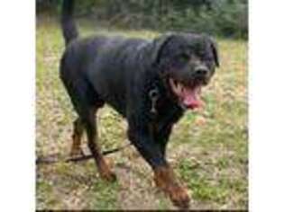 Rottweiler Puppy for sale in Phenix City, AL, USA