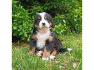 Bernese Mountain Dog Puppy for sale in California, MO, USA