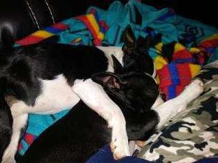 Boston Terrier Puppy for sale in Killeen, TX, USA