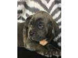 Cane Corso Puppy for sale in Tomball, TX, USA