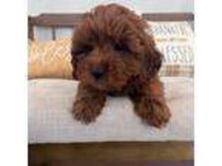Cavapoo Puppy for sale in South Orange, NJ, USA