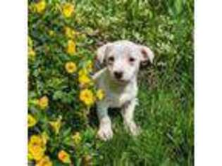 Jack Russell Terrier Puppy for sale in Boston, MA, USA