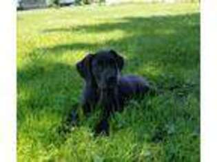 Great Dane Puppy for sale in Shelby, OH, USA