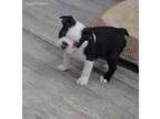 Boston Terrier Puppy for sale in Cabool, MO, USA