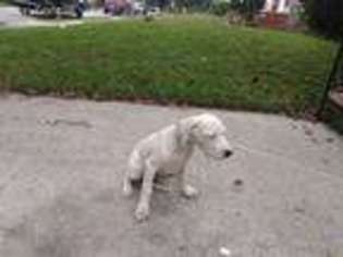 Dogo Argentino Puppy for sale in Jamaica, NY, USA