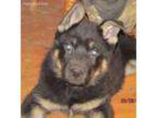 German Shepherd Dog Puppy for sale in Wytheville, VA, USA