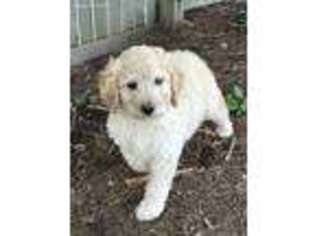 Goldendoodle Puppy for sale in Perry, MI, USA