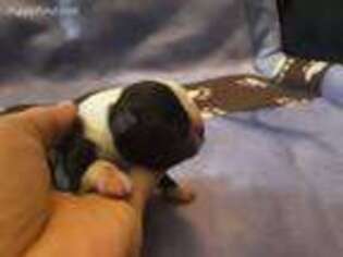 Boston Terrier Puppy for sale in Tunkhannock, PA, USA