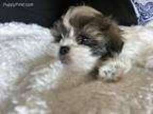Mal-Shi Puppy for sale in Novi, MI, USA
