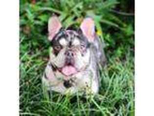 French Bulldog Puppy for sale in Picayune, MS, USA