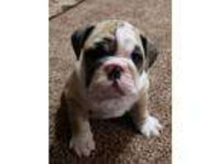 Bulldog Puppy for sale in Chickasha, OK, USA