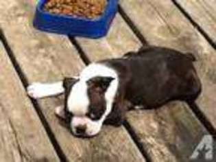 Boston Terrier Puppy for sale in GREENFIELD, OH, USA