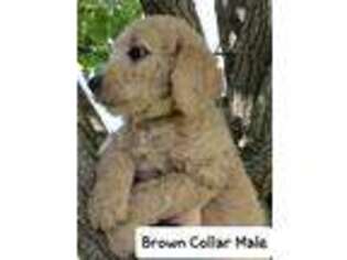 Goldendoodle Puppy for sale in Columbia, TN, USA