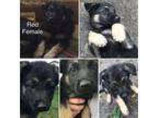 German Shepherd Dog Puppy for sale in Fairfax, MN, USA