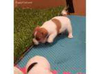 Jack Russell Terrier Puppy for sale in Fayetteville, NC, USA