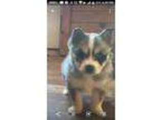 Mutt Puppy for sale in Fallentimber, PA, USA