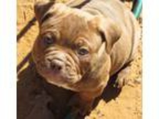 Olde English Bulldogge Puppy for sale in Durant, OK, USA