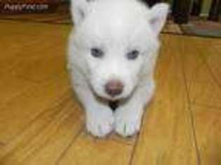 Siberian Husky Puppy for sale in Allen, TX, USA