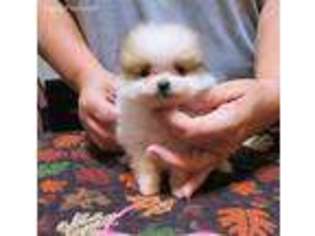 Pomeranian Puppy for sale in Hardinsburg, KY, USA
