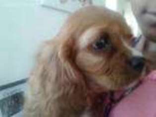 Cavalier King Charles Spaniel Puppy for sale in Fox River Grove, IL, USA