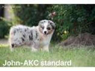Australian Shepherd Puppy for sale in Lindale, TX, USA