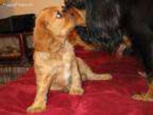 Cavalier King Charles Spaniel Puppy for sale in Douglas, MA, USA
