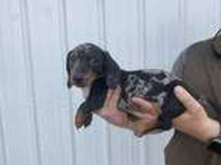 Dachshund Puppy for sale in Millen, GA, USA