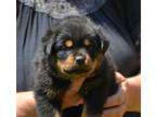 Rottweiler Puppy for sale in Arlington, VA, USA