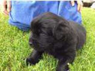 Newfoundland Puppy for sale in Clare, MI, USA