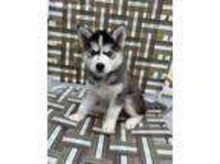 Siberian Husky Puppy for sale in Baltimore, MD, USA