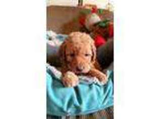 Goldendoodle Puppy for sale in Cuba, NY, USA