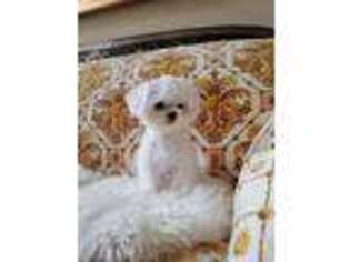 Maltese Puppy for sale in Allen, TX, USA