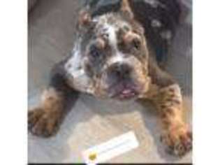 Mutt Puppy for sale in Lithonia, GA, USA