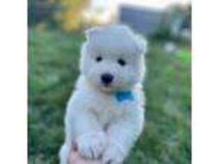 Samoyed Puppy for sale in Port Royal, PA, USA