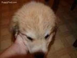 Great Pyrenees Puppy for sale in Higbee, MO, USA