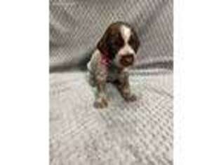 Wirehaired Pointing Griffon Puppy for sale in Hermiston, OR, USA