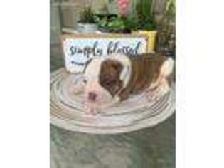 Olde English Bulldogge Puppy for sale in Shevlin, MN, USA