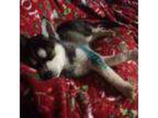 Alaskan Klee Kai Puppy for sale in Lebanon, OR, USA