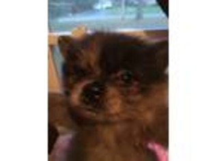 Pomeranian Puppy for sale in Lansing, MI, USA