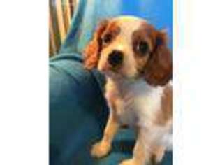 Cavalier King Charles Spaniel Puppy for sale in Selma, CA, USA