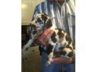 Great Dane Puppy for sale in Wagoner, OK, USA