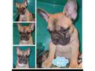 French Bulldog Puppy for sale in Glendale Heights, IL, USA